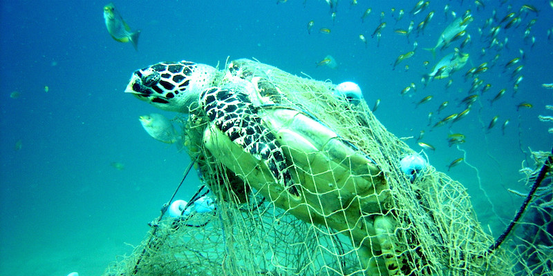 Endangered Marine life Phuket Web Media